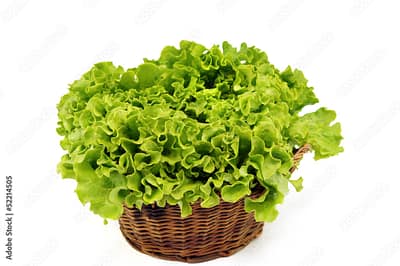Salade batavia (1 Pièce)